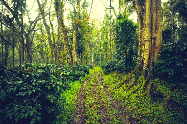 Coffee Plantation Walk